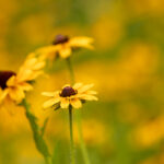 2011112期双色球开奖号码及结果查询 nn5j22dr9e